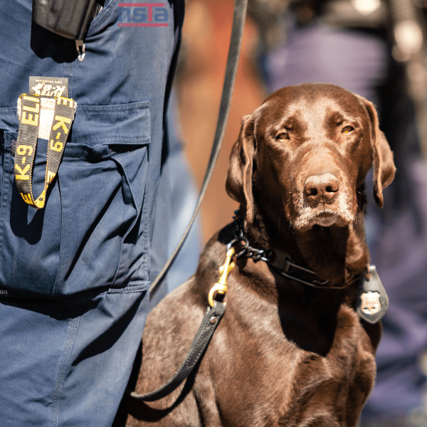 Security Dog Handler Training at NSTA Central, Melbourne